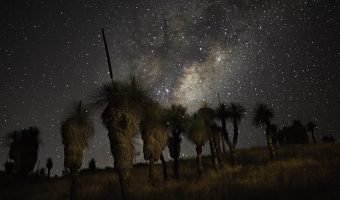 Grass Trees and the Milky Way