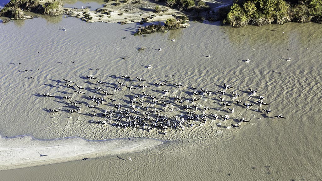 Pelicans on Lake Eyre from above