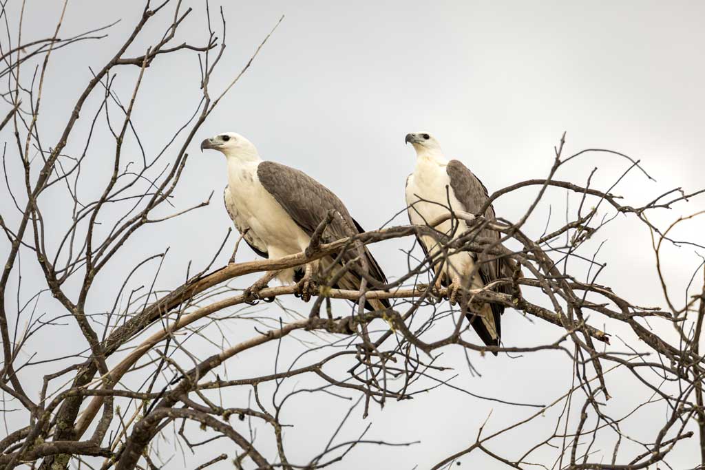 A pair of white bellied sea eagles in a tree Burrum Coast National Park