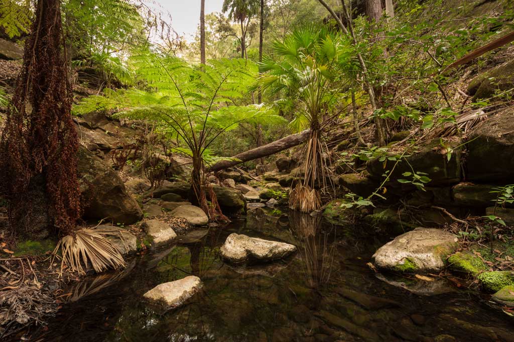 A small pool surrounded by palms and ferns on Mickey Creek