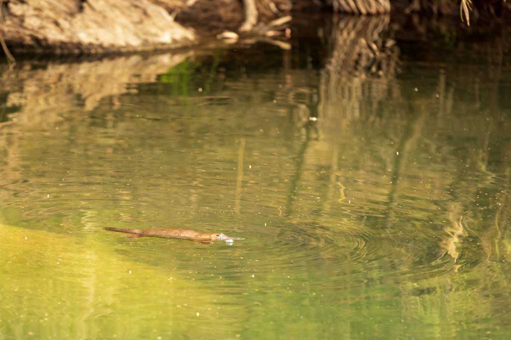 A platypus swimming