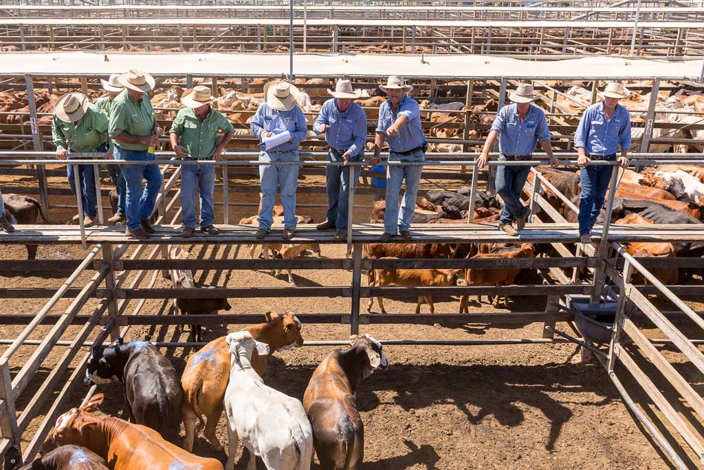 Auctioneers at the Roma Saleyards